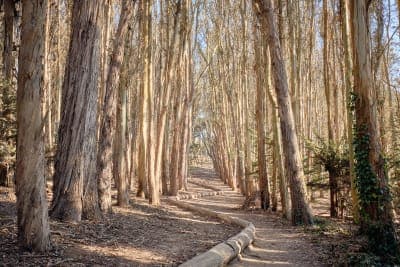 Lover's Lane