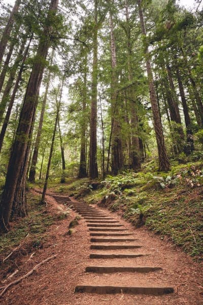 Muir Woods National Monument