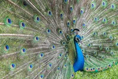 Peacock