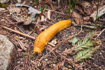 Banana slug