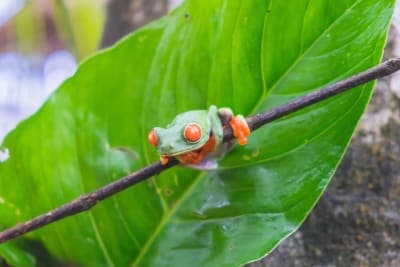 Red-eyed tree frog