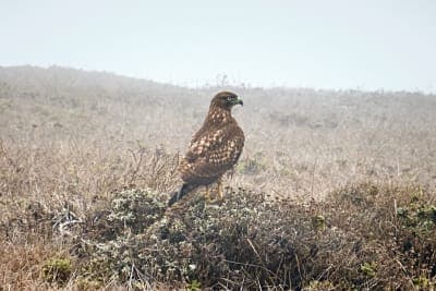 Hawk