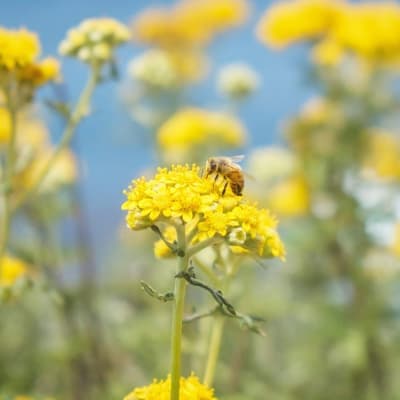 Honey bee