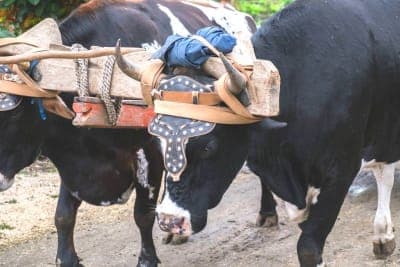 Oxen