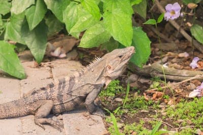 Iguana