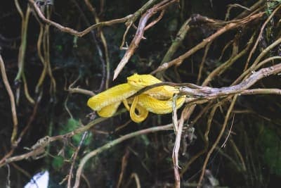 Eyelash viper