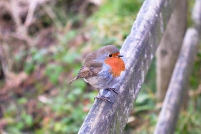 European Robin