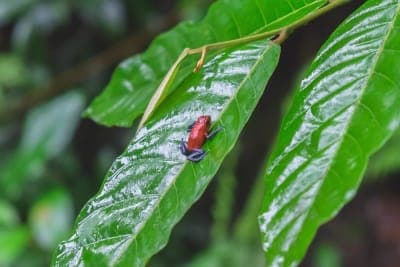 Strawberry poison-dart frog