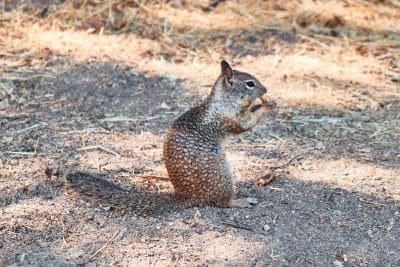 Squirrel