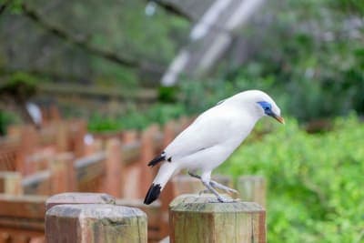 Bali myna