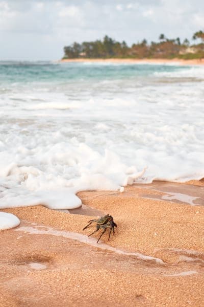 Crab
