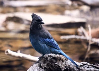 Steller's jay