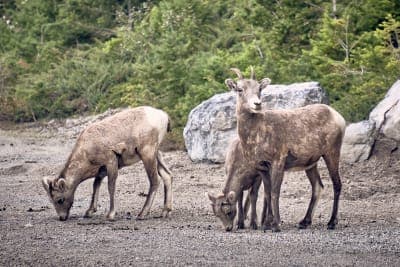 Bighorn sheep